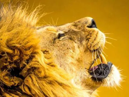 Lion's Gate Portal Meditation