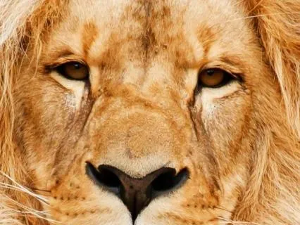 Lion’s Roar For Sleep – Majestic Night Sound Journey