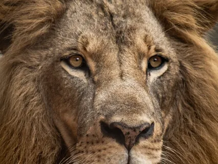 Lion's Gate Brief Guided Affirmation