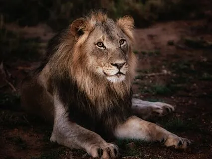 Lions Gate Manifesting Portal  2023 - For Men & Women