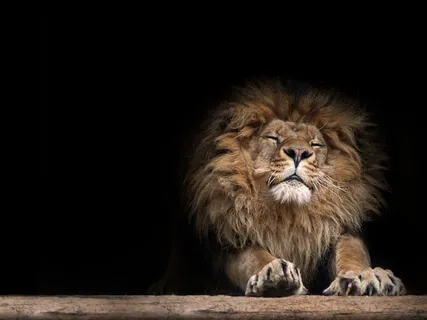 Lion's Gate New Moon Sound Bath