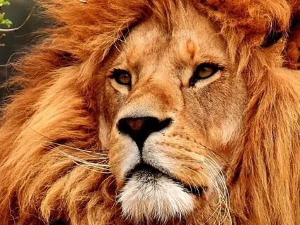 Lions Gate Portal 2025