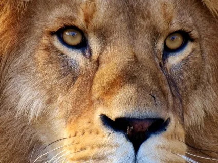 Lions Gate Portal Activation Frequency 888 Hz