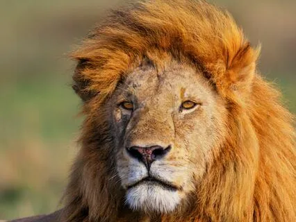 Lion's Gate Portal (Powerful)