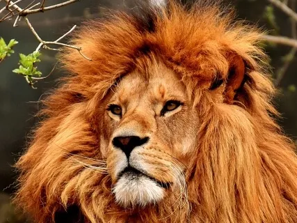 Lion’s Gate Portal Healing