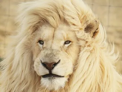 Lions Roar Children's Breathwork