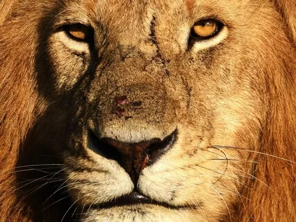 Lionsgate Meditation