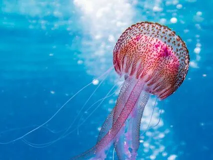 Liquid: Chillout Rhythms With Water & Ambient Vibes