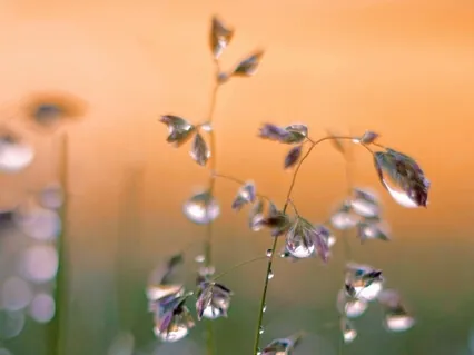 Liquid Light: A Soundscape With Crystal Singing Bowls & Rain