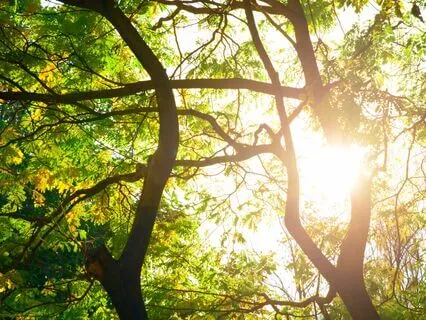 Liquid Light Body Scan