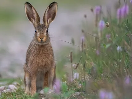 Listen Breathe Release