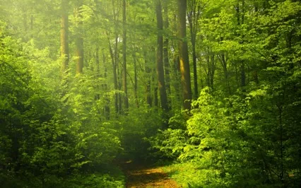 Listen. For A Moment, Just Listen