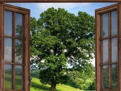 Listen For The Birds | Pausing For Presence And Peace