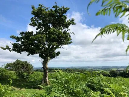 Listen Like The Hawthorn Tree