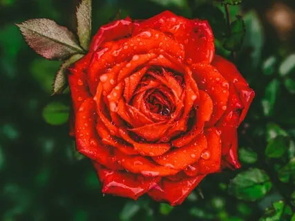 Listen To The Raindrops - Cosmic Harp Lullaby - Gentle Voice