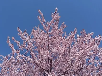 Listen To The Silence