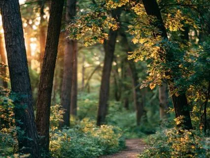 Listen To The Wisdom Within – Growth And Renewal