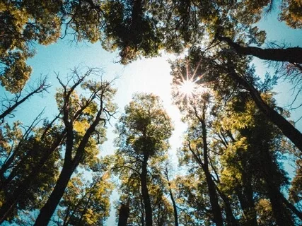 A Moment Of Mindful Connection To Trees