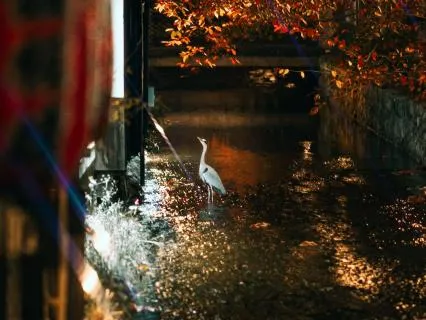 Listen To This When Life Feels Heavy | Nervous System Reset