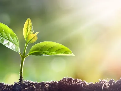 Listening For Sankalpa