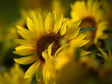 Listening Meditation