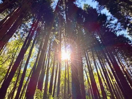 Listening Practice To Silence The Mind