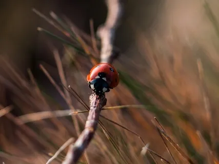 Listening Prayer: Psalm 26