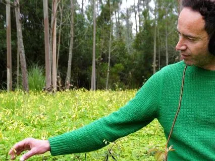 Listening To A Living Field Of Oxalis