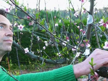 Listening To A Living Peach Blossom