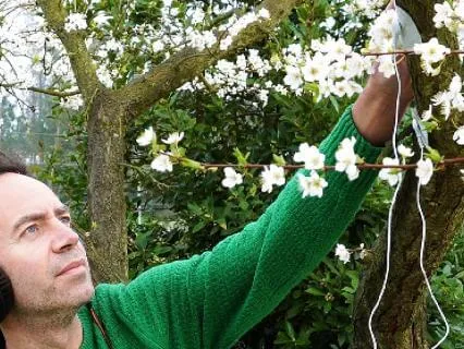 Listening To A Plum Blossom Tree