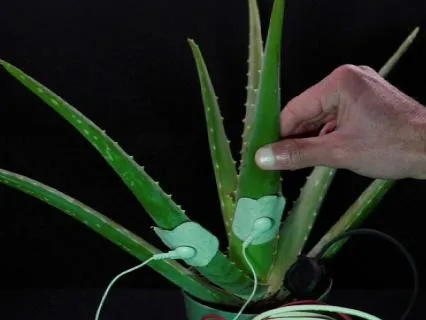 Listening To Aloe Vera | A Practice Of Presence