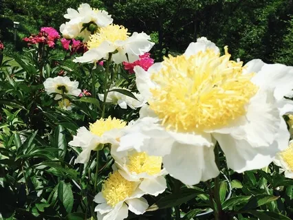 Listening to Anxiety