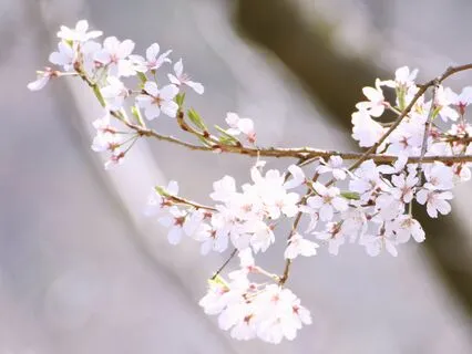 Listening To The Body Meditation