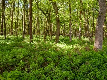 Listening To The Body’s Wisdom