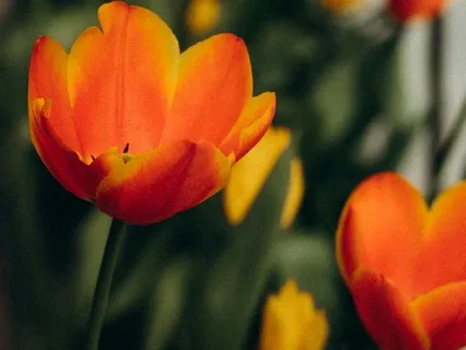 Day 15 - Listening To The Inner Path - March 28