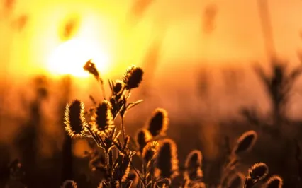 Listening To The Land