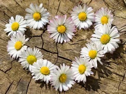 Listening To The Voice Of Love