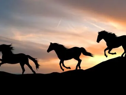 Animal Communication: Connect And Receive A Clear Message