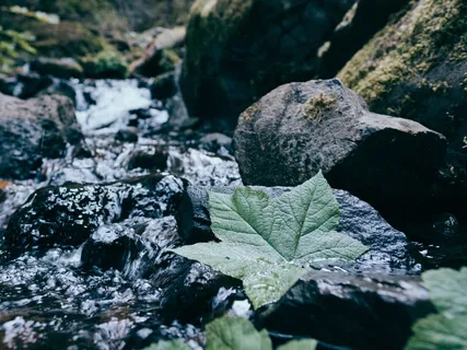 Листья в Потоке