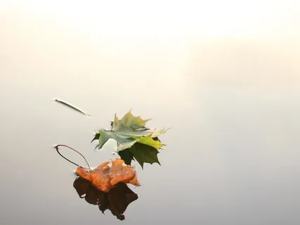 Листья В Ручье