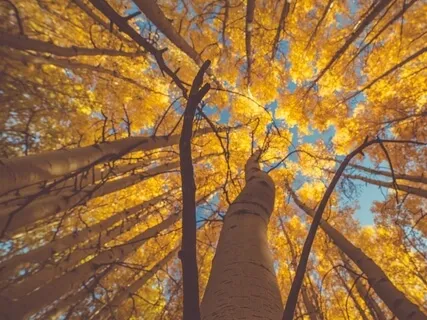 Guided Visualization For Body Awareness And Stress Reduction