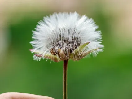 Little Dandelion ~ A Rhyming Folktale