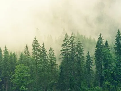 Little Pine Bedtime Story