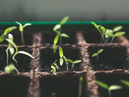 Little Seeds Of Kindness - 10 Minute Metta Meditation