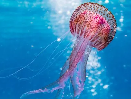 Little Waves | The Calm Sleep Lofi Beats Collection