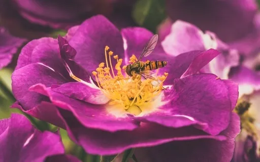 Little Wild Rose - Romanian Fairytales