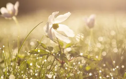 六分鐘早晨伸展及冥想 - 為整天注入正能量 6 mins morning stretch and meditation