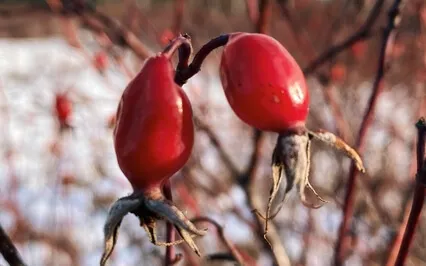 Любящая Доброта. Метта Медитация