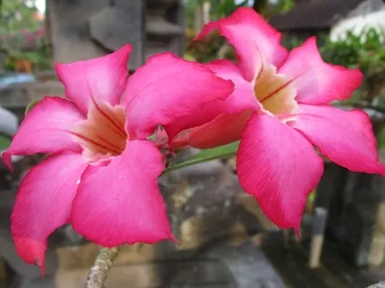 Любовь Возлюбленного Сердца