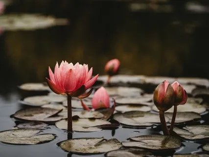 For Meditation & Poetry Lovers (Live)